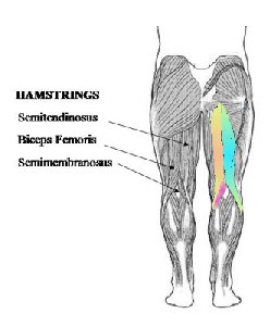hamstrings image